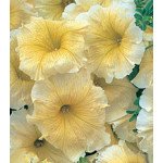 Петунія Амфора Yellow /500 драже/ *Kitano Seeds*