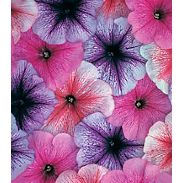 Насіння петунії багатоквіткової Амфора Cobweb Mixed /1.000 драже/ *Kitano Seeds*