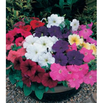 Петуния Амфора Formula Mixed /500 драже/ *Kitano Seeds*