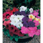 Петунія Амфора Formula Mixed /1.000 драже/ *Kitano Seeds*