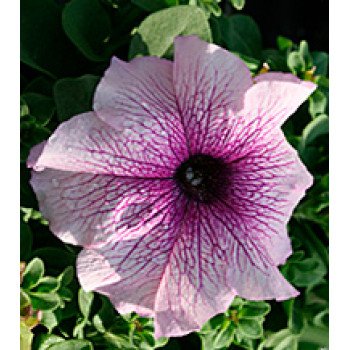 Петуния Виртуоз Blackberry /500 драже/ *Kitano Seeds*