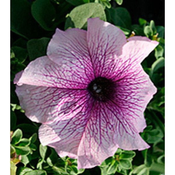 Насіння петунії великоквіткової Віртуоз Blackberry /1.000 драже/ *Kitano Seeds*