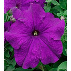 Петуния Виртуоз Blue /500 драже/ *Kitano Seeds*
