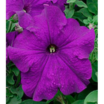 Петуния Виртуоз Blue /500 драже/ *Kitano Seeds*