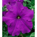 Петуния Виртуоз Blue /1.000 драже/ *Kitano Seeds*