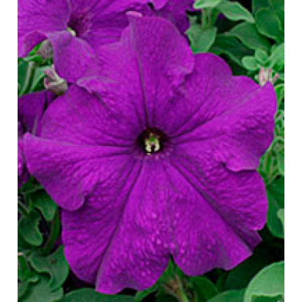Насіння петунії великоквіткової Віртуоз Blue /1.000 драже/ *Kitano Seeds*