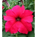 Петуния Виртуоз Deep Rose /500 драже/ *Kitano Seeds*