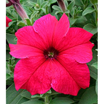 Петуния Виртуоз Deep Rose /500 драже/ *Kitano Seeds*