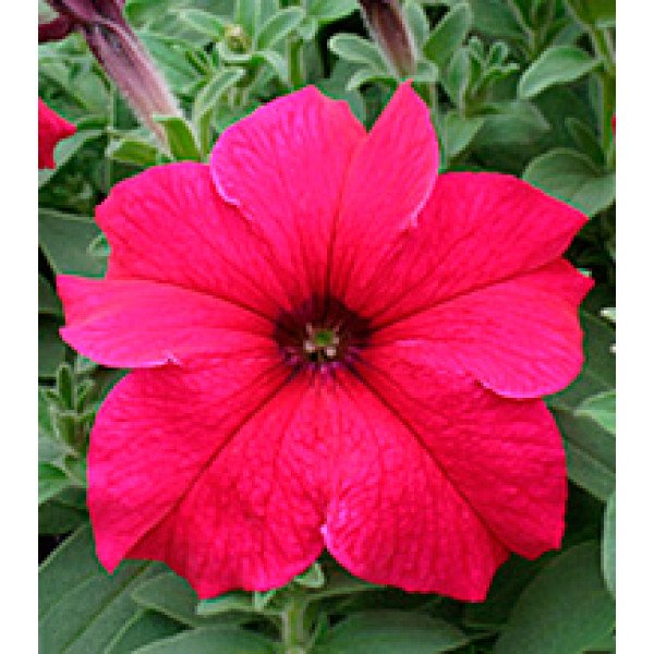 Насіння петунії великоквіткової Віртуоз Deep Rose /500 драже/ *Kitano Seeds*