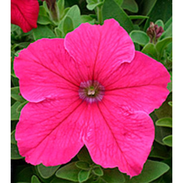Насіння петунії великоквіткової Віртуоз Bright Rose /500 драже/ *Kitano Seeds*
