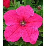 Петуния Виртуоз Bright Rose /1.000 драже/ *Kitano Seeds*