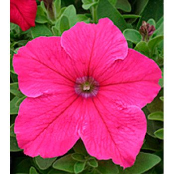 Петуния Виртуоз Bright Rose /1.000 драже/ *Kitano Seeds*