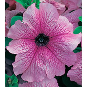 Петуния Виртуоз Dewberry /500 драже/ *Kitano Seeds*