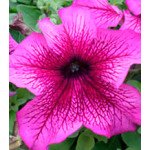 Петунія Віртуоз Plum /500 драже/ *Kitano Seeds*
