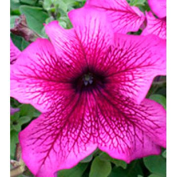 Петуния Виртуоз Plum /1.000 драже/ *Kitano Seeds*