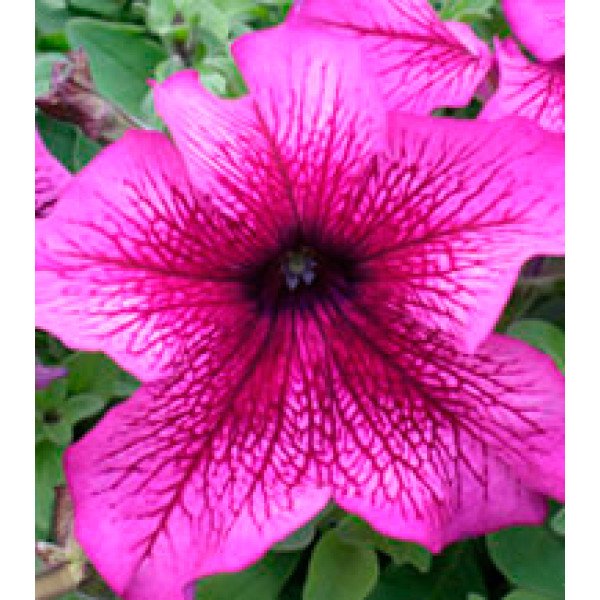 Насіння петунії великоквіткової Віртуоз Plum /1.000 драже/ *Kitano Seeds*