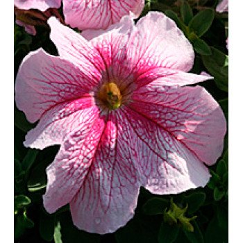 Петуния Виртуоз Raspberry /500 драже/ *Kitano Seeds*