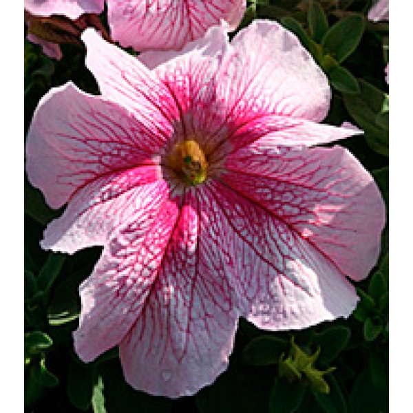 Семена петунии крупноцветковой Виртуоз Raspberry /1.000 драже/ *Kitano Seeds*