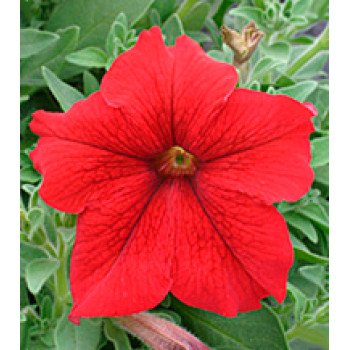 Петуния Виртуоз Red /500 драже/ *Kitano Seeds*