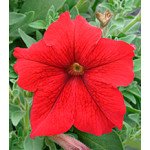 Петунія Віртуоз Red /1.000 драже/ *Kitano Seeds*