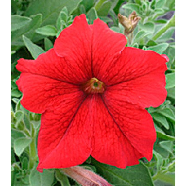 Насіння петунії великоквіткової Віртуоз Red /1.000 драже/ *Kitano Seeds*