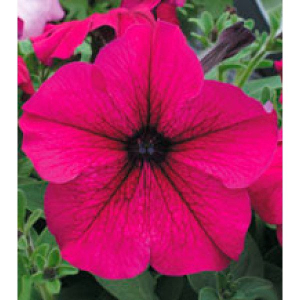 Насіння петунії великоквіткової Віртуоз Ruby /500 насінин/ *Kitano Seeds*