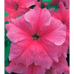 Петунія Віртуоз Salmon /1.000 драже/ *Kitano Seeds*