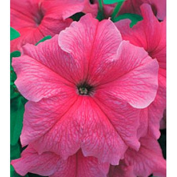 Петуния Виртуоз Salmon /1.000 драже/ *Kitano Seeds*