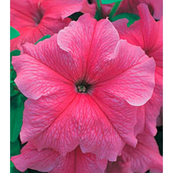 Насіння петунії великоквіткової Віртуоз Salmon /1.000 драже/ *Kitano Seeds*