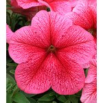 Петуния Виртуоз Strawberry /500 драже/ *Kitano Seeds*