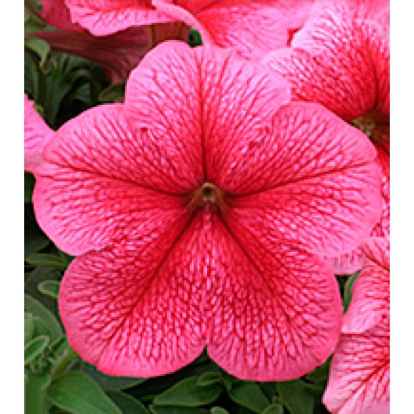 Насіння петунії великоквіткової Віртуоз Strawberry /1.000 драже/ *Kitano Seeds*