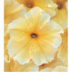 Петуния Виртуоз Sunshine /500 драже/ *Kitano Seeds*