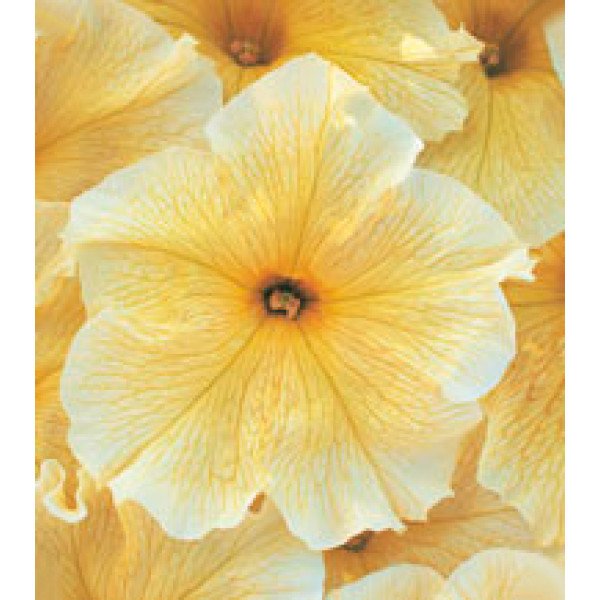 Семена петунии крупноцветковой Виртуоз Sunshine /1.000 драже/ *Kitano Seeds*