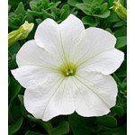 Петунія Віртуоз White /1.000 драже/ *Kitano Seeds*