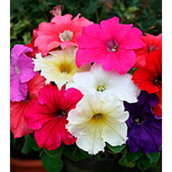 Насіння петунії великоквіткової Віртуоз Formula Mixed /1.000 драже/ *Kitano Seeds*