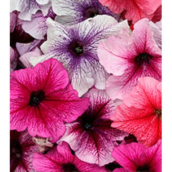 Петуния Виртуоз Berry Mixed /500 драже/ *Kitano Seeds*