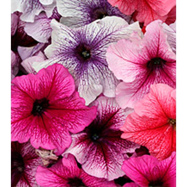 Насіння петунії великоквіткової Віртуоз Berry Mixed /500 драже/ *Kitano Seeds*