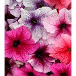 Петунія Віртуоз Berry Mixed /1.000 драже/ *Kitano Seeds*