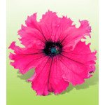 Петуния Ямамото Burgundy /250 драже/ *Kitano Seeds*