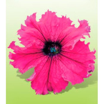 Петунія Ямамото Burgundy /250 драже/ *Kitano Seeds*