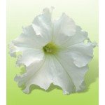 Петунія Ямамото White /250 драже/ *Kitano Seeds*