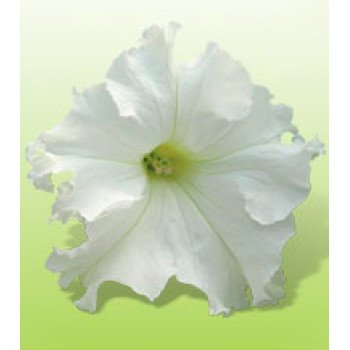 Петунія Ямамото White /250 драже/ *Kitano Seeds*