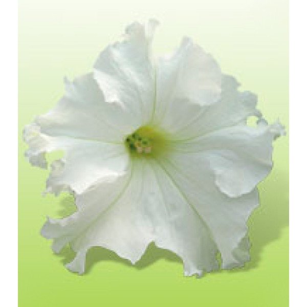 Насіння петунії великоквіткової Ямамото White /250 драже/ *Kitano Seeds*