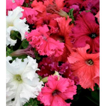 Петунія Ямамото Formula Mixed /250 драже/ *Kitano Seeds*