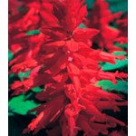 Сальвія Олівер Red /1 г/ *Kitano Seeds*