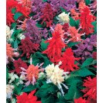 Сальвія Олівер Formula Mix /1 г/ *Kitano Seeds*