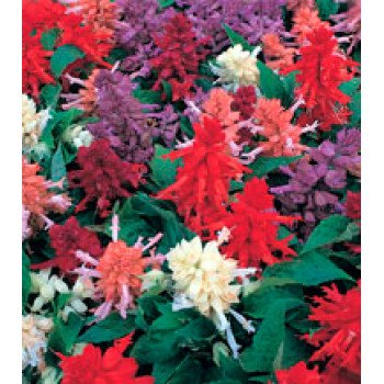 Сальвія Олівер Formula Mix /1 г/ *Kitano Seeds*