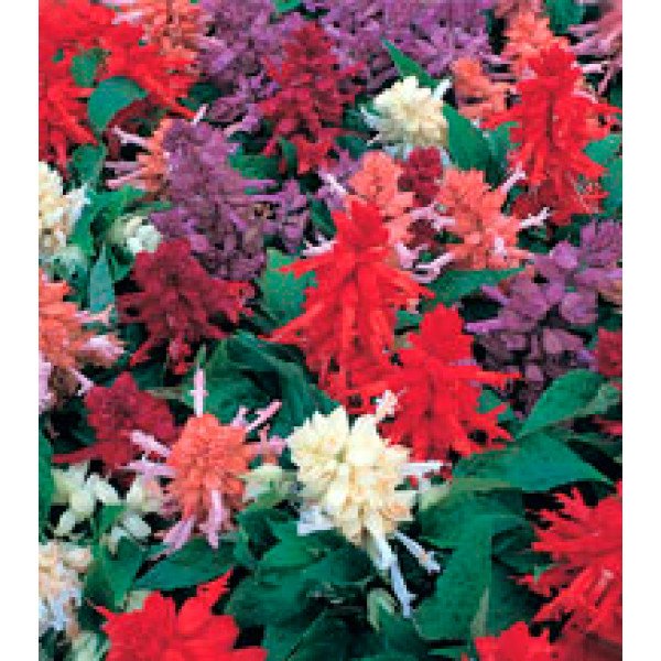 Насіння сальвії Олівер Formula Mix /1 г/ *Kitano Seeds*