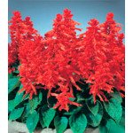 Сальвия Кампай Deep Red /250 семян/ *Kitano Seeds*