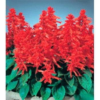 Сальвія Кампай Deep Red /250 насінин/ *Kitano Seeds*